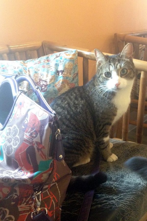 cat cafe vilnius micio amichevole