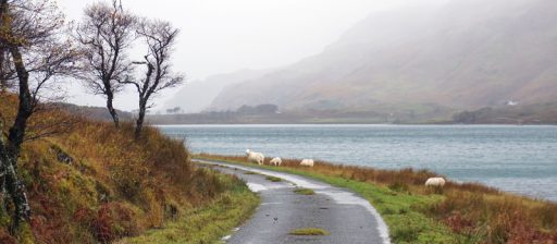 Discorso a parte va fatto per le aree più isolate, dove il 90% delle strade è single track, una corsia unica. Ma non temete: ci sono moltissimi passing point, dov'è possibile scambiarsi con le auto che arrivano in senso opposto. Rispettate sempre l'ordine del lato in cui si trova la piazzola, e non dimenticatevi di ringraziare chi vi 