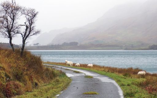 Discorso a parte va fatto per le aree più isolate, dove il 90% delle strade è single track, una corsia unica. Ma non temete: ci sono moltissimi passing point, dov'è possibile scambiarsi con le auto che arrivano in senso opposto. Rispettate sempre l'ordine del lato in cui si trova la piazzola, e non dimenticatevi di ringraziare chi vi 