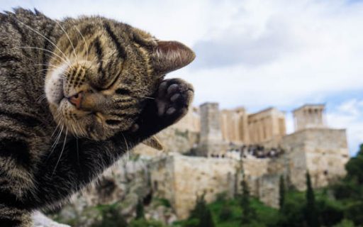 Atene oltre l’Acropoli: la città dei gatti