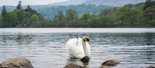 cigno in posa lake district inghilterra