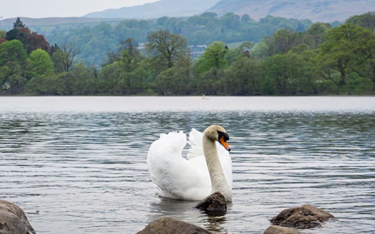 cigno in posa lake district inghilterra