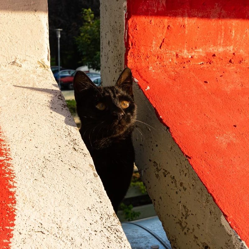Un gattino nero tra i blocchi di cemento intorno alla Genex Tower